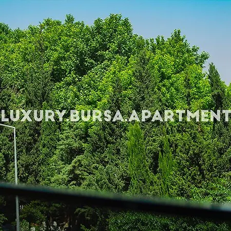 Bursa *
